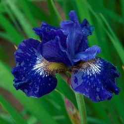 Over In Gloryland Siberian Iris, Iris x 'Over In Gloryland'